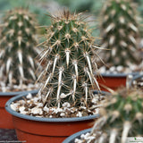 Stenocereus eruca